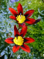 /album/plants/plant-23-jpg/